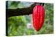 Cocoa Pod Red-blacqbook-Premier Image Canvas