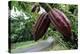 Cocoa Pods-David Nunuk-Premier Image Canvas