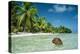 Coconut Floating Ashore on to Tropical Island-null-Premier Image Canvas