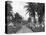 Coconut Grove, Port Antonio, Jamaica, C1905-Adolphe & Son Duperly-Premier Image Canvas