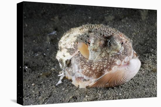 Coconut Octopus Hiding in a Shell (Octopus Marginatus), Lembeh Strait, North Sulawesi, Indonesia-Reinhard Dirscherl-Premier Image Canvas