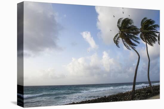 Coconut Palm and Magnificent Frigatebird, Half Moon Caye, Lighthouse Reef, Atoll, Belize-Pete Oxford-Premier Image Canvas