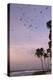 Coconut Palm and Magnificent Frigatebird, Half Moon Caye, Lighthouse Reef, Atoll, Belize-Pete Oxford-Premier Image Canvas