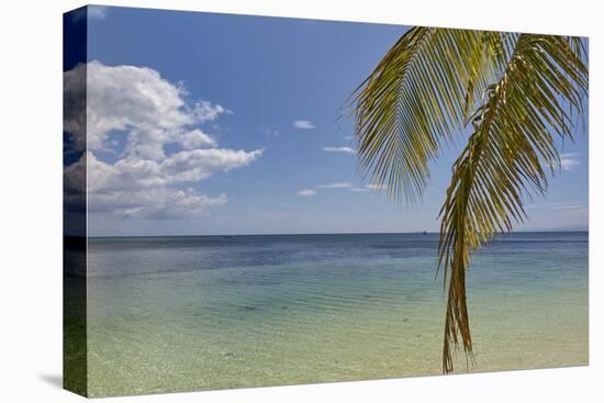 Coconut palm fronds hang down over the shore along the beach at San Juan, Siquijor, Philippines, So-Nigel Hicks-Premier Image Canvas