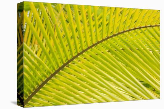 Coconut Palm Fronds, Honduras, Central America-Stuart Westmorland-Premier Image Canvas