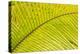 Coconut Palm Fronds, Honduras, Central America-Stuart Westmorland-Premier Image Canvas