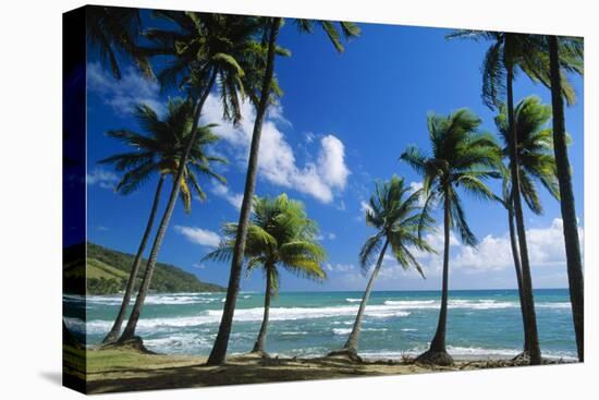 Coconut Palm Palm Trees Along Shoreline-null-Premier Image Canvas