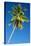 Coconut Palm Tree-Matthew Oldfield-Premier Image Canvas