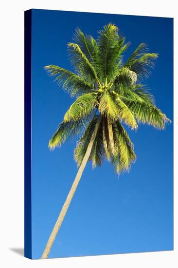 Coconut Palm Tree-Matthew Oldfield-Premier Image Canvas