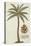 Coconut Palm-Porter Design-Premier Image Canvas