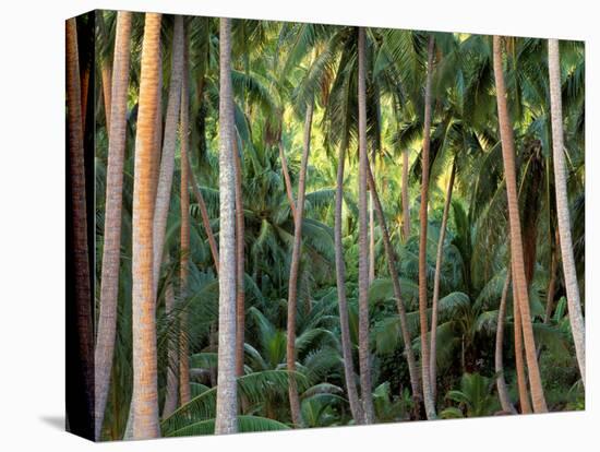 Coconut Palms, Bora Bora, French Polynesia-Art Wolfe-Premier Image Canvas