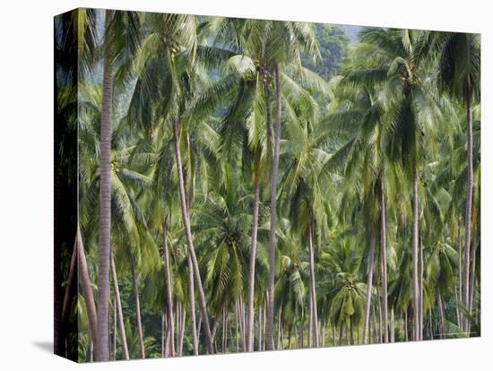 Coconut Palms, Koh Samui, Thailand, Southeast Asia-Andrew Mcconnell-Premier Image Canvas