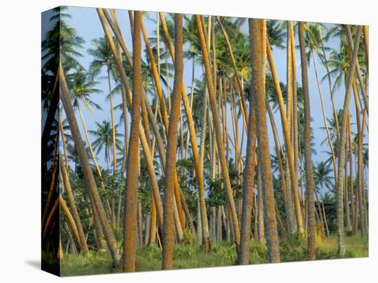 Coconut Plantation, Taveuni Island, Fiji-Upperhall-Premier Image Canvas