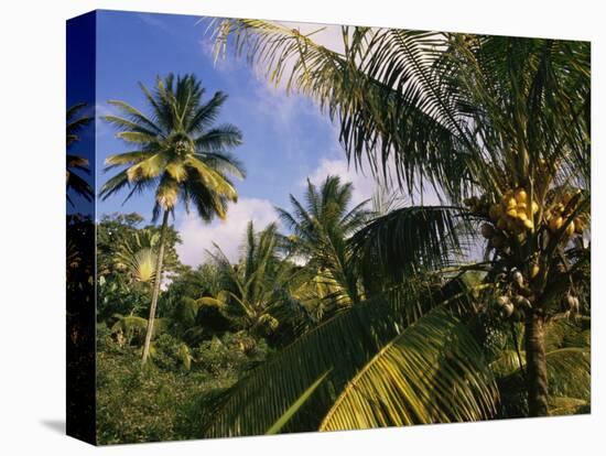 Coconut Production, Martinique, West Indies, Caribbean, Central America-Ken Gillham-Premier Image Canvas