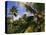 Coconut Production, Martinique, West Indies, Caribbean, Central America-Ken Gillham-Premier Image Canvas