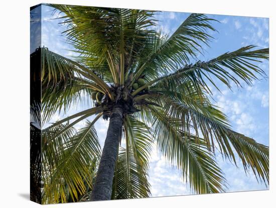Coconut Tree, Low Angle View, Providenciales, Turks and Caicos Islands, West Indies, Caribbean-Kim Walker-Premier Image Canvas