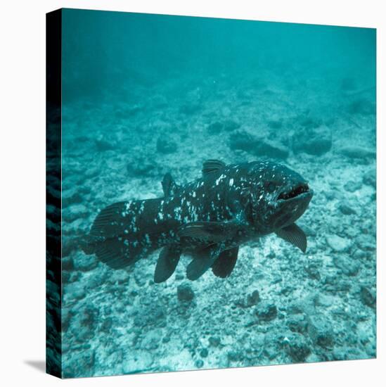 Coelacanth Fish-Peter Scoones-Premier Image Canvas