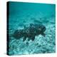 Coelacanth Fish-Peter Scoones-Premier Image Canvas