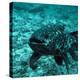 Coelacanth Fish-Peter Scoones-Premier Image Canvas