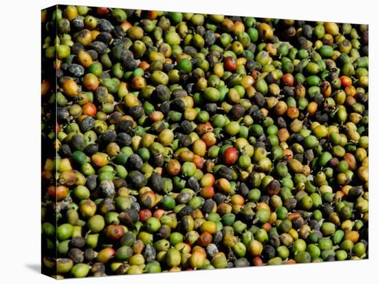 Coffee Beans, Coffee Plantation and Museum, Museo del Cafe, Antigua, Guatemala-Cindy Miller Hopkins-Premier Image Canvas