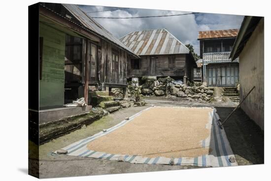 Coffee Beans Drying in Sun in a Village in Foothills of Sinabung Volcano, North Sumatra, Indonesia-Matthew Williams-Ellis-Premier Image Canvas