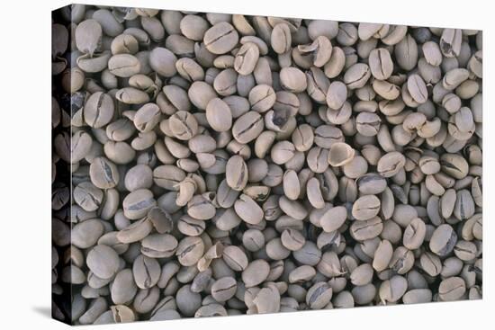 Coffee Beans Drying-Paul Souders-Premier Image Canvas