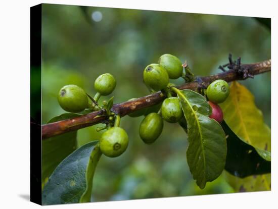 Coffee Beans, Highlands, Papua New Guinea, Pacific-Michael Runkel-Premier Image Canvas