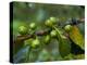 Coffee Beans, Highlands, Papua New Guinea, Pacific-Michael Runkel-Premier Image Canvas