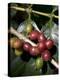 Coffee Beans on Coffee Bush, Costa Rica-Rob Sheppard-Premier Image Canvas