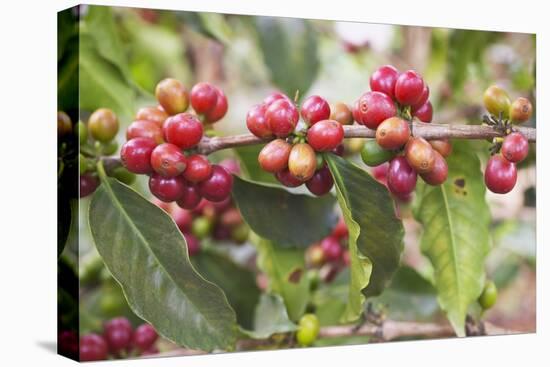 Coffee Cherries-Paul Souders-Premier Image Canvas