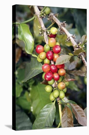 Coffee Plant with Fruit-Bjorn Svensson-Premier Image Canvas