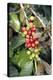 Coffee Plant with Fruit-Bjorn Svensson-Premier Image Canvas