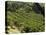 Coffee Plantations on the Slopes of the Poas Volcano, Near San Jose, Costa Rica, Central America-R H Productions-Premier Image Canvas