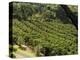 Coffee Plantations on the Slopes of the Poas Volcano, Near San Jose, Costa Rica, Central America-R H Productions-Premier Image Canvas