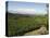 Coffee Plantations on the Slopes of the Poas Volcano, Near San Jose, Costa Rica, Central America-R H Productions-Premier Image Canvas