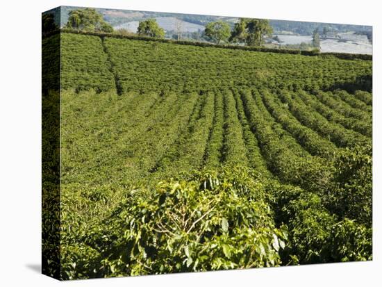 Coffee Plantations on the Slopes of the Poas Volcano, Near San Jose, Costa Rica-Robert Harding-Premier Image Canvas