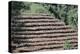 Coffee Plants Grown Under Shade, Bendele Region, Oromo Country, Ilubador State, Ethiopia, Africa-Bruno Barbier-Premier Image Canvas