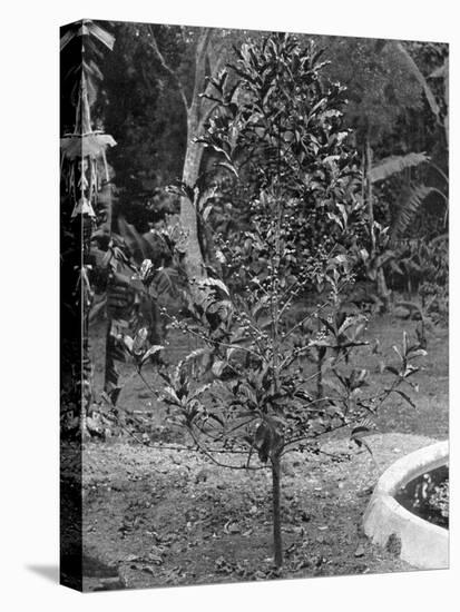 Coffee Tree, Jamaica, C1905-Adolphe & Son Duperly-Premier Image Canvas