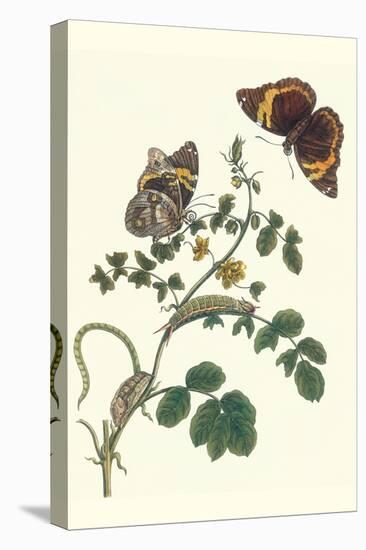 Coffee with Split-Banded Owlet Butterfly-Maria Sibylla Merian-Stretched Canvas