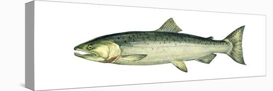 Coho (Oncorhynchus Kisutch), Silver Salmon, Fishes-Encyclopaedia Britannica-Stretched Canvas