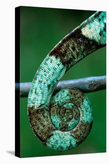 Coiled Prehensile Tail of a Parson's Chameleon-Gallo Images-Premier Image Canvas