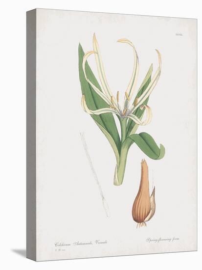 Colchicum Autumnale, Vernale-James Sowerby-Stretched Canvas