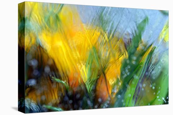 Cold crocus-Heidi Westum-Premier Image Canvas