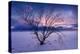 Cold Moon-Philippe Sainte-Laudy-Premier Image Canvas