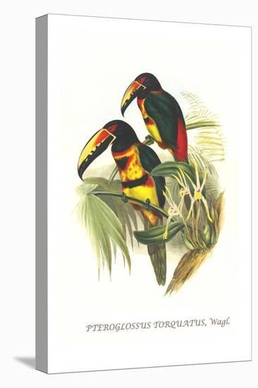 Collared Aracari-John Gould-Stretched Canvas