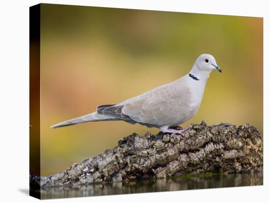 Collared Dove at Water's Edge, Alicante, Spain-Niall Benvie-Premier Image Canvas