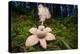 Collared earthstar dispersing spores, Peak District, Derbyshire-Alex Hyde-Premier Image Canvas