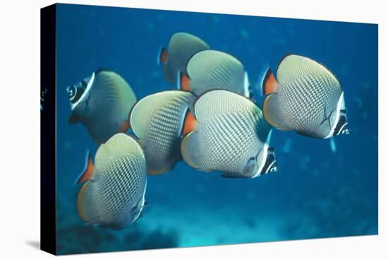 Collared Pakistan Butterfly Fish-null-Premier Image Canvas