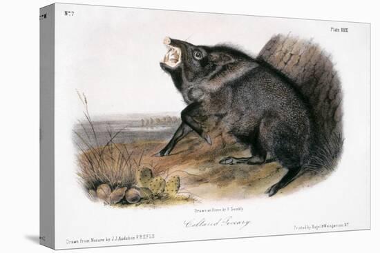 Collared Peccary, 1846-John James Audubon-Premier Image Canvas