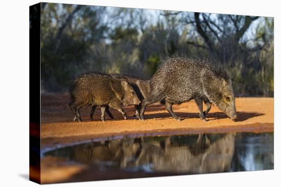 Collared Peccary Family at Pond-Larry Ditto-Premier Image Canvas